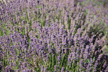 Blooming Sweet Violet Lavender In Botanical Summer garden