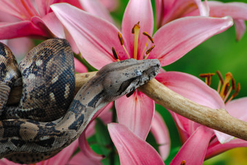 Little snake in bright beautiful colors