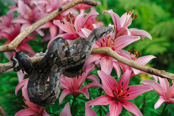 Little snake in bright beautiful colors