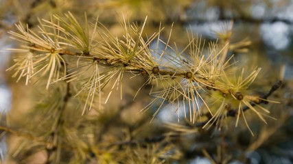 pine branch with cones