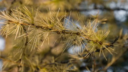 pine branch with cones