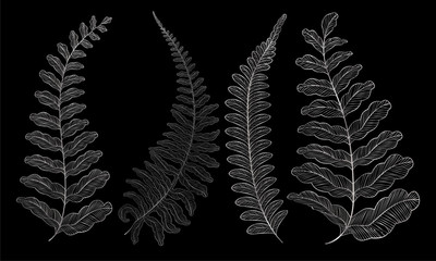 Set colored  fern leaves. Vector illustration. EPS 10