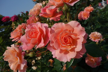 rose in garden