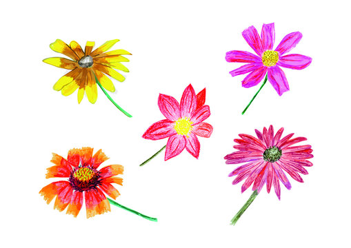 Hand drawn illustration of five typical summer flowers for gardens.