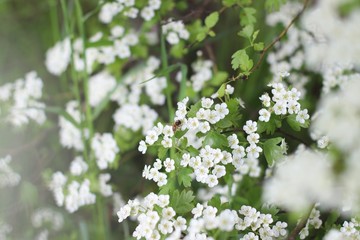 Bee on white flowers. Captured in the Netherlands