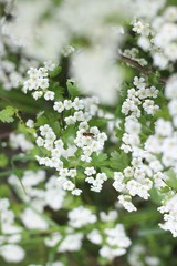 Bee on white flowers. Captured in the Netherlands