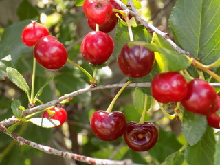 On the branches ripen juicy bright cherry berries.