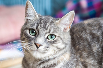 Gray kitty with green eyes with striped color.