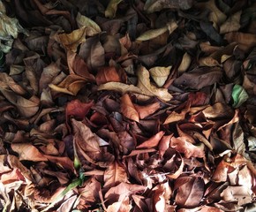 Dead leaves