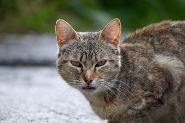 beautiful stray cat portrait in the street