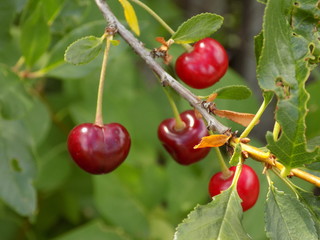 Summer sun. Beautiful juicy cherry berries ripen on the branches. Rich harvest.