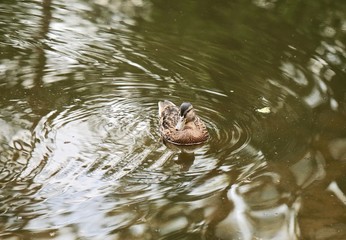 hippo in the water
