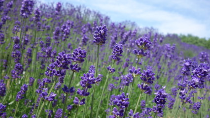 Lavender with blue sky