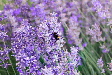 Honey bee on a purple lavender flower