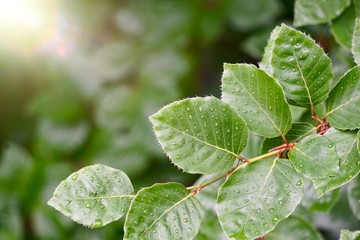 green tree leaves and branches in the nature in summer, green background