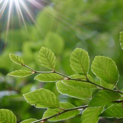 green tree leaves and branches in the nature in summer, green background