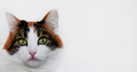 Cat with green eyes isolated on white background with free empty space for text                             