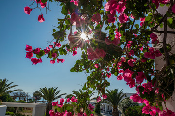 Bougainville mit Sonne im Gegenlicht