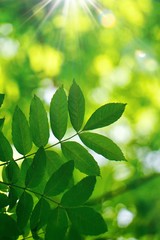 green tree leaves and branches in the nature in summer, green background