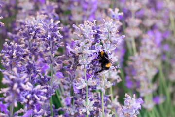 bee on a purple lavender flower