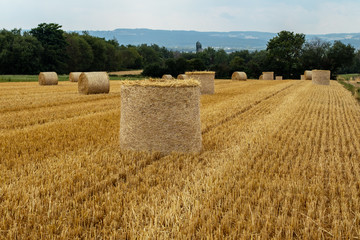 Fototapeta premium Strohrollen auf dem Feld 