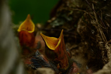 young nestling birds in a nest in the wildlife scream with open yellow beaks
