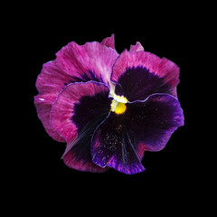 Beautiful flower pansies isolated on a black background