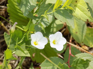 beautiful summer plants, lush flowering