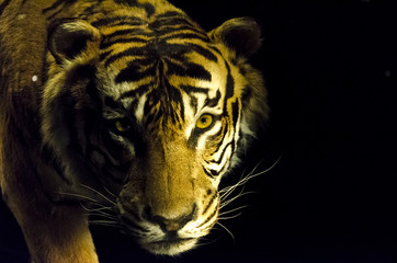 Tiger photo