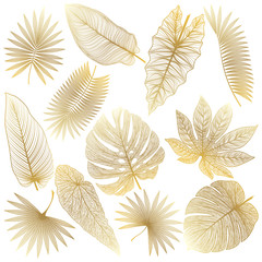 Set tropical leaf isolated. Vector illustration. 