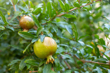 Pomegranate tree. Green pomegranate fruit close up. Blurred background. Juicy and fresh pomegranate branch.