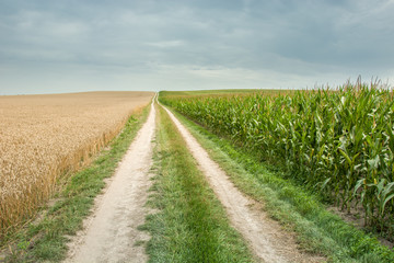 A long country road through a field of corn and grain, horizon and sky