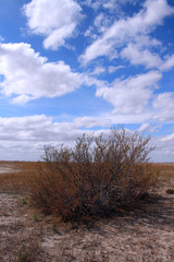 Kazakhstan. Ustyurt Plateau. Saxaul.