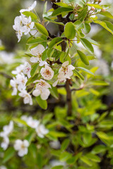 Pear tree blossoms