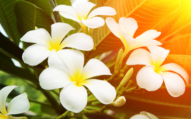 Blooming white plumeria flowers with sunlight rays