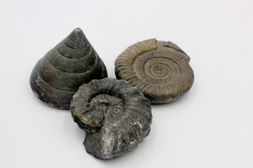 fossils