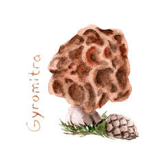 watercolor drawing of poisonous mushrooms - Toadstool Gyromitra esculenta