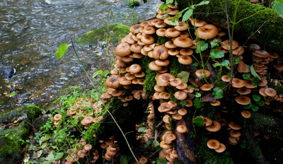 Family honey agaric