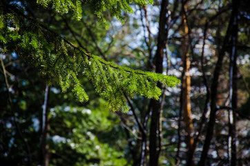 Fir tree branch forest background