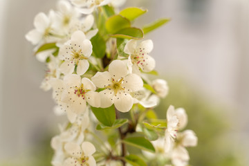 Pear tree blossoms