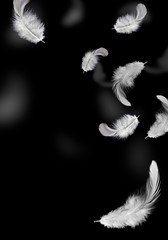 solf white feathers falling in the air. black background.