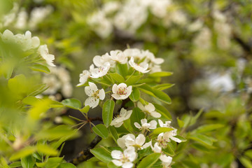 Pear tree blossoms
