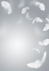solf white feathers floating in the air. feather abstract background.