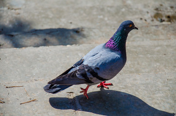 Pigeon goes on asphalt