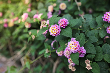 close-up flowers in flowerbed in Turkey, violet