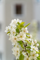 Pear tree blossoms