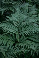 leaves green background with color toned