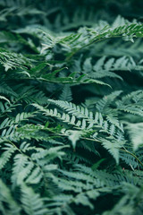 leaves green background with color toned