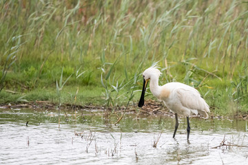 Watvogel Löffler im Wasser