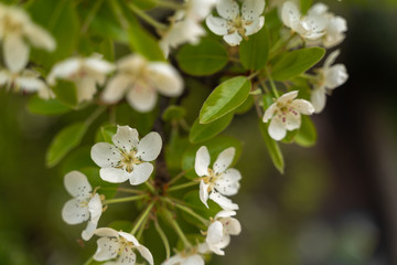 Pear tree blossoms